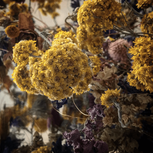 12294712_476290829225735_8994980261322599192_n