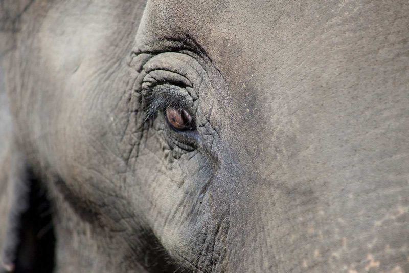 Angela-Sairaf6-800x533