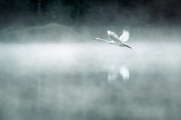 Mikko_Lagerstedt_01
