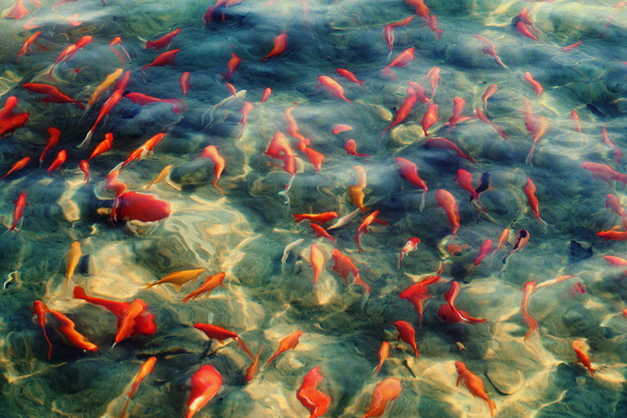 _c_Albarran_Cabrera__50613_900px